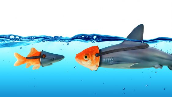 Deception Concept – Disguise Between Shark And Goldfish